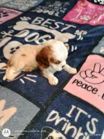 Yellow collar , a male Cavalier King Charles Spaniel for sale in Greenfield, MO – Photo 8 of 10