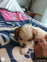 Yellow collar , a male Cavalier King Charles Spaniel for sale in Greenfield, MO – Photo 7 of 10
