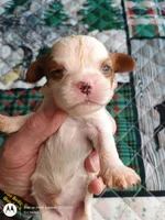 Yellow collar , a male Cavalier King Charles Spaniel for sale in Greenfield, MO – Photo 4 of 10