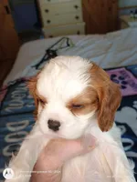 Yellow collar , a male Cavalier King Charles Spaniel for sale in Greenfield, MO – Photo 4 of 10