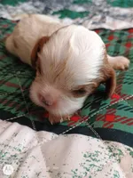 Yellow collar , a male Cavalier King Charles Spaniel for sale in Greenfield, MO – Photo 6 of 10