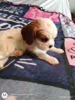 Yellow collar , a male Cavalier King Charles Spaniel for sale in Greenfield, MO – Photo 5 of 10