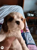 Yellow collar , a male Cavalier King Charles Spaniel for sale in Greenfield, MO – Photo 1 of 10