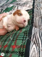 Yellow collar , a male Cavalier King Charles Spaniel for sale in Greenfield, MO – Photo 7 of 10