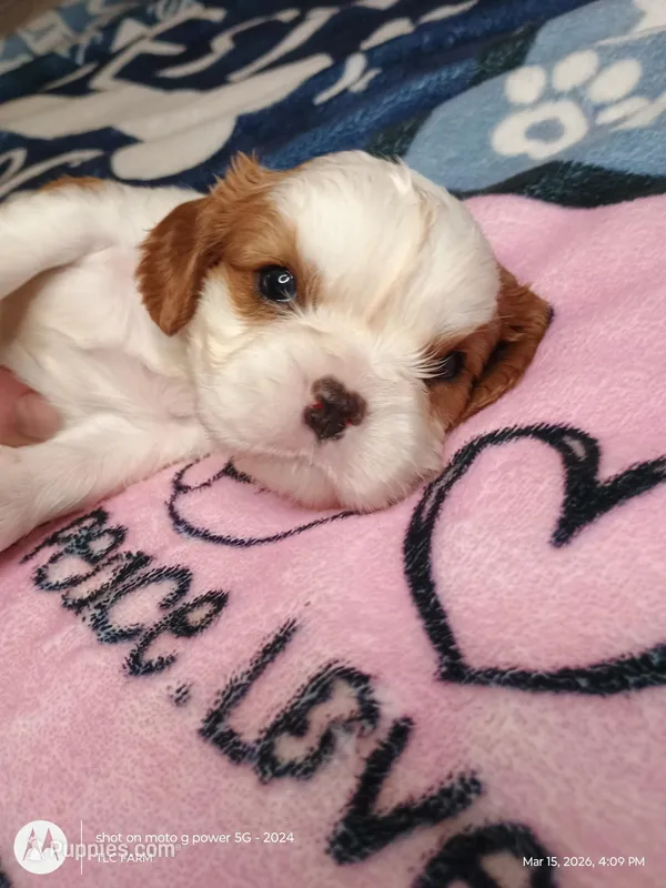 Yellow collar  – Cavalier King Charles Spaniel puppy for sale in Greenfield, MO