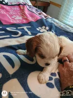 Yellow collar , a male Cavalier King Charles Spaniel for sale in Greenfield, MO – Photo 6 of 10