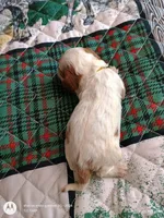 Yellow collar , a male Cavalier King Charles Spaniel for sale in Greenfield, MO – Photo 9 of 10