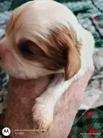 Yellow collar , a male Cavalier King Charles Spaniel for sale in Greenfield, MO – Photo 1 of 10