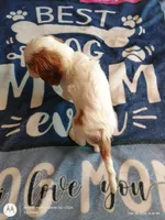 Yellow collar , a male Cavalier King Charles Spaniel for sale in Greenfield, MO – Photo 9 of 10