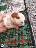 Yellow collar , a male Cavalier King Charles Spaniel for sale in Greenfield, MO – Photo 8 of 10