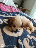 Yellow collar , a male Cavalier King Charles Spaniel for sale in Greenfield, MO – Photo 10 of 10