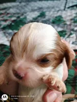 Yellow collar , a male Cavalier King Charles Spaniel for sale in Greenfield, MO – Photo 5 of 10