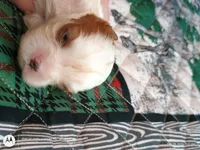 Yellow collar , a male Cavalier King Charles Spaniel for sale in Greenfield, MO – Photo 3 of 10