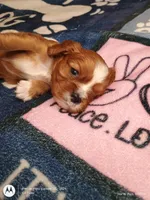 Blue collar , a male Cavalier King Charles Spaniel for sale in Greenfield, MO – Photo 7 of 10