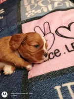 Blue collar , a male Cavalier King Charles Spaniel for sale in Greenfield, MO – Photo 4 of 10