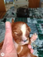 Blue collar , a male Cavalier King Charles Spaniel for sale in Greenfield, MO – Photo 7 of 10