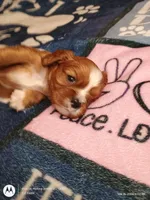 Blue collar , a male Cavalier King Charles Spaniel for sale in Greenfield, MO – Photo 3 of 10