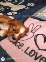 Blue collar , a male Cavalier King Charles Spaniel for sale in Greenfield, MO – Photo 6 of 10