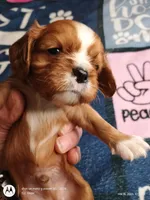 Blue collar , a male Cavalier King Charles Spaniel for sale in Greenfield, MO – Photo 1 of 10