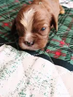 Blue collar , a male Cavalier King Charles Spaniel for sale in Greenfield, MO – Photo 5 of 10