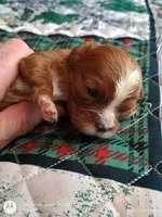Blue collar , a male Cavalier King Charles Spaniel for sale in Greenfield, MO – Photo 10 of 10