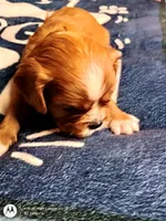 Blue collar , a male Cavalier King Charles Spaniel for sale in Greenfield, MO – Photo 9 of 10