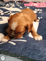 Blue collar , a male Cavalier King Charles Spaniel for sale in Greenfield, MO – Photo 10 of 10