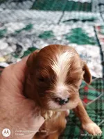 Blue collar , a male Cavalier King Charles Spaniel for sale in Greenfield, MO – Photo 2 of 10