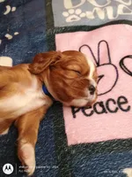 Blue collar , a male Cavalier King Charles Spaniel for sale in Greenfield, MO – Photo 2 of 10