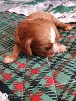 Blue collar , a male Cavalier King Charles Spaniel for sale in Greenfield, MO – Photo 9 of 10