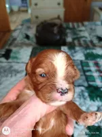 Blue collar , a male Cavalier King Charles Spaniel for sale in Greenfield, MO – Photo 4 of 10