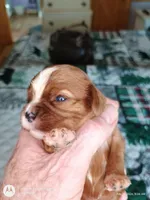 Blue collar , a male Cavalier King Charles Spaniel for sale in Greenfield, MO – Photo 1 of 10