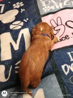 Blue collar , a male Cavalier King Charles Spaniel for sale in Greenfield, MO – Photo 5 of 10