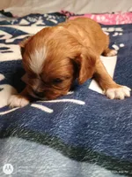 Blue collar , a male Cavalier King Charles Spaniel for sale in Greenfield, MO – Photo 8 of 10