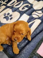 Orange collar, a female Cavapoo for sale in Greenfield, MO – 10 of 10