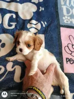 Purple collar , a male Cavalier King Charles Spaniel for sale in Greenfield, MO – Photo 7 of 10