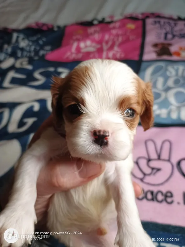 Purple collar  – Cavalier King Charles Spaniel puppy for sale in Greenfield, MO