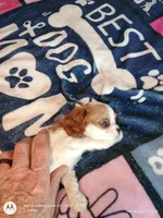 Purple collar , a male Cavalier King Charles Spaniel for sale in Greenfield, MO – Photo 10 of 10