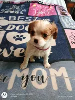 Purple collar , a male Cavalier King Charles Spaniel for sale in Greenfield, MO – Photo 4 of 10