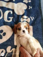 Purple collar , a male Cavalier King Charles Spaniel for sale in Greenfield, MO – Photo 6 of 10