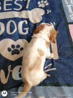 Purple collar , a male Cavalier King Charles Spaniel for sale in Greenfield, MO – Photo 5 of 10