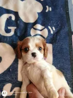 Purple collar , a male Cavalier King Charles Spaniel for sale in Greenfield, MO – Photo 3 of 10