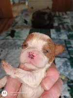 Purple collar , a male Cavalier King Charles Spaniel for sale in Greenfield, MO – Photo 5 of 10