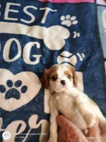 Purple collar , a male Cavalier King Charles Spaniel for sale in Greenfield, MO – Photo 2 of 10