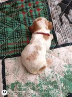 Purple collar , a male Cavalier King Charles Spaniel for sale in Greenfield, MO – Photo 10 of 10