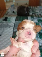 Purple collar , a male Cavalier King Charles Spaniel for sale in Greenfield, MO – Photo 2 of 10