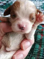 Purple collar , a male Cavalier King Charles Spaniel for sale in Greenfield, MO – Photo 8 of 10