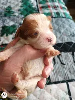 Purple collar , a male Cavalier King Charles Spaniel for sale in Greenfield, MO – Photo 9 of 10