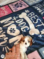 Purple collar , a male Cavalier King Charles Spaniel for sale in Greenfield, MO – Photo 9 of 10