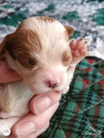 Purple collar , a male Cavalier King Charles Spaniel for sale in Greenfield, MO – Photo 3 of 10